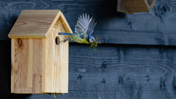 vogelhuisje vogel