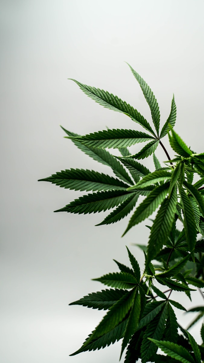 De opkomst van citrusachtige klassiekers in de moderne cannabiscultuur